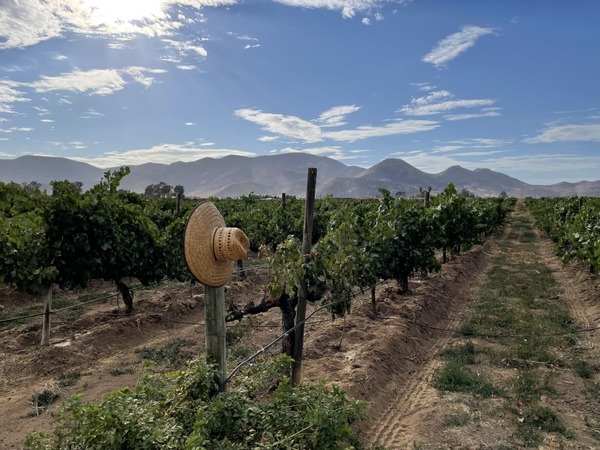 rota-do-vinho-valle-de-guadalupe-mexico
